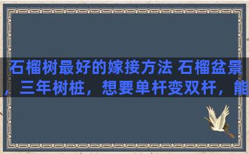 石榴树最好的嫁接方法 石榴盆景，三年树桩，想要单杆变双杆，能否取本树上的枝条在根部嫁接